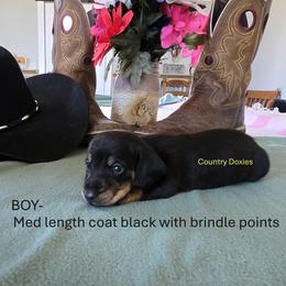 MLC - Black male Dachshund puppy in Cedar City, Utah from Country Doxies