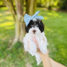 Daffodil - Brown and white female Bernedoodle puppy in Carnesville, Georgia from Allie's Southern Doodles