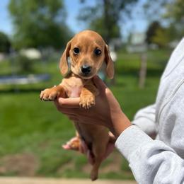 Miko - Red male Dachshund puppy in Mansfield, Ohio from Ohio House of Frenchies