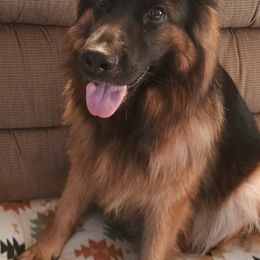 Rona - German Shepherd