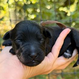 Pugsley - Black and white male Aussiedoodle puppy in Mulino, Oregon from Korbella Farm