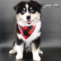 Cooper - Black tri male Miniature Australian Shepherd puppy in Pinehurst, Texas from Aussie Amor