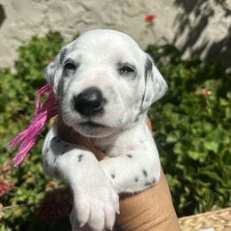 Dark pink collar female - White and black female Dalmatian puppy in Sacramento, California from Dream Dalmatians