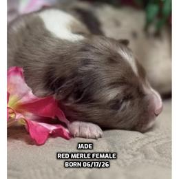 Jade - Red merle female Australian Shepherd puppy in Bethany, Connecticut from Wynter Thyme Manor Australian shepherds