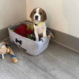 Beagle Puppies from Leslie Beagles of Leslie Farm