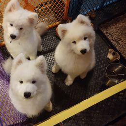 Borzoi and Samoyed Puppies from Kalabria
