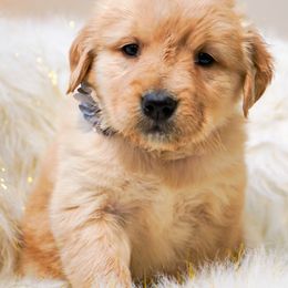 Golden Retriever, Miniature American Shepherd, and Siberian Husky Puppies from HuskiesAndGoldensWithFinesse