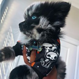 Pomeranians from Hughes Springs Tx Poms