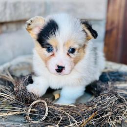 Cranberry-Mint collar male - Blue merle and white male American Corgi puppy in Benjamin, Utah from Nuna’s  Corgis