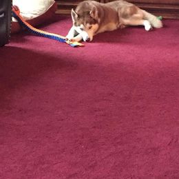 Siberian Husky Puppies from Crazy Cookies Huskies