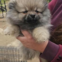 Scooby - Cream sable male Pomeranian puppy in Austin, Texas from Heart Of Texas Pom's
