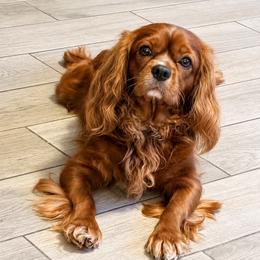 Red - Cavalier King Charles Spaniel