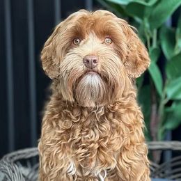 Mia - Australian Labradoodle