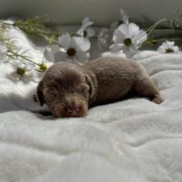 Patrick - Fawn (isabella) and tan male Dachshund puppy in San Diego, California from Enchantables