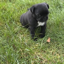 Ellie - Black female Pug puppy in Gold Bar, Washington from PNW Pugs