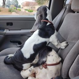 Basset Hound Puppies from Howlin Hounds