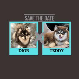 Pomsky puppies from Besties Paw Life