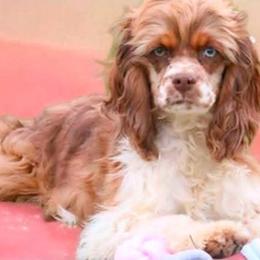 Karmie - Merle female Cockapoo puppy in Delphos, Ohio from Route 66 Poodles & Doodles, Sapphire Shih-tzu's of Ohio