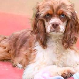 Karmie - Merle female Cockapoo puppy in Delphos, Ohio from Route 66 Poodles & Doodles, Sapphire Shih-tzu's of Ohio
