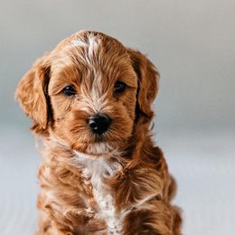 Goldendoodles from Cali Style Doodles