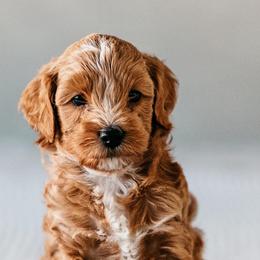 Goldendoodles from Cali Style Doodles