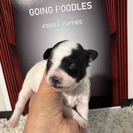 Pollyanna - Parti female Poodle puppy in Pueblo, Colorado from Going Poodles & Pet Services LLC