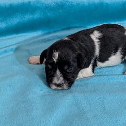 Texas - Parti female Miniature Schnauzer puppy in Lufkin, Texas from Texas Lil Cowdogs
