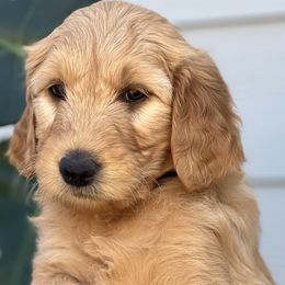Girl 2 (Light Pink) - Goldendoodle puppy in Monmouth, Oregon from Mother of Doodles