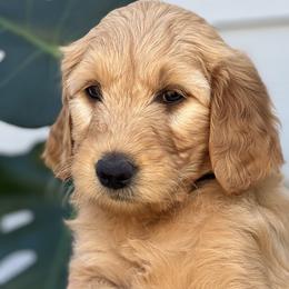 Girl 2 (Light Pink) - Goldendoodle puppy in Monmouth, Oregon from Mother of Doodles