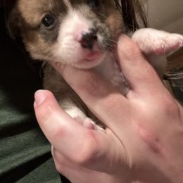 Cupid - Sable female Pembroke Welsh Corgi puppy in Orangevale, California from Corgis of the Heart