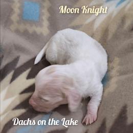 Moon Knight - Cream male Dachshund puppy in Grove, Oklahoma from Dachs on the lake