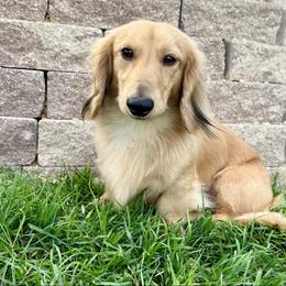 Sunny - Dachshund