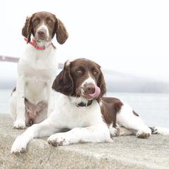 Drentsche Patrijshonds from California Drents