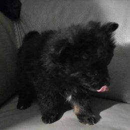 Blacki - Black Pomeranian puppy in Colorado Springs, Colorado from Peak Pomeranians