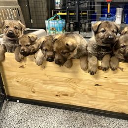 German Shepherd puppies from Elite Haus K9