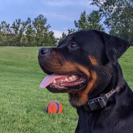 Goldie - Rottweiler