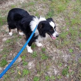 Aussiedoodles, Miniature Australian Shepherds, and Toy Australian Shepherds from Brandilyn's Aussies