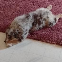 Miniature Australian Shepherd and Toy Australian Shepherd Puppies from C&K Rocky Hill Aussies