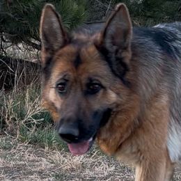 Pricilla - German Shepherd