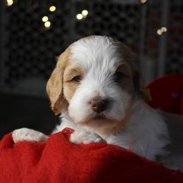 Australian Labradoodle Puppies from Frosty Hill Australian Labradoodles