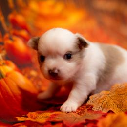 Chihuahua Puppies from Arizona Adventure Chihuahuas