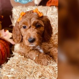 Teal collar - Goldendoodle puppy from Cisneros Goldendoodles