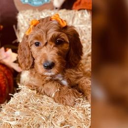 Teal collar - Goldendoodle puppy from Cisneros Goldendoodles