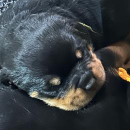 Boy 1 - Black and mahogany male Rottweiler puppy in Buskirk, New York from Misjef Rottweilers