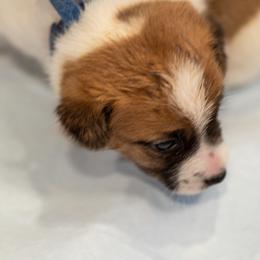 Golden Retriever and Jack Russell Terrier Puppies from Shelby Burleson's Golden Retrievers and Jack Russell Terriers
