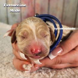 Goldendoodle puppies from Grace N Faith Doodles