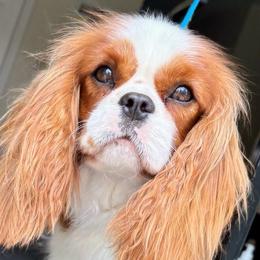 Littles - Blenheim female Cavalier King Charles Spaniel puppy in Tooele, Utah from Ikkes Cavaliers MRI cavaliers in Utah