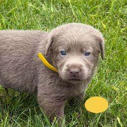 Silver yellow collar - Silver male Dilute Retriever puppy in Teton County, Montana from East Front Labradors & Treasure State Schnauzers