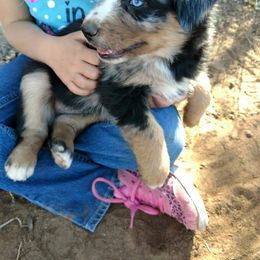 Australian Shepherd Puppies from Southern Boy Blues Aussies