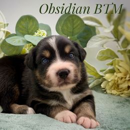 Obsidian - Black tri-color male Australian Shepherd puppy in Petersburg, Indiana from Royal Aussie’s